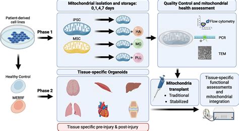 Delayed Transplantation of Autologous Mitochondria for .